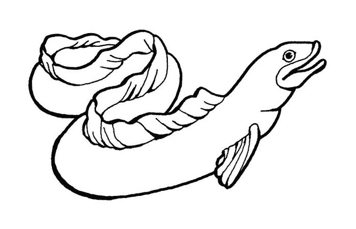 Electric Eel Coloring Page