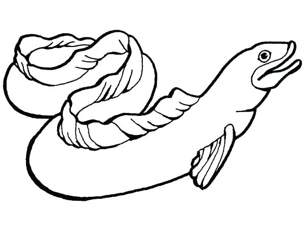 600x450 Electric Eel Color Sea Animal Coloring Pages Eel Coloring Pages