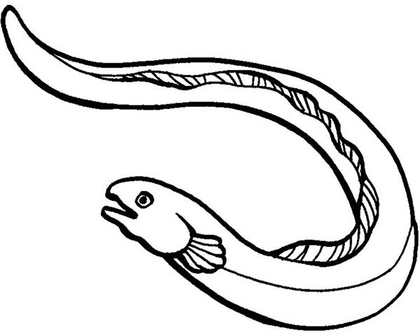 600x479 Anago Eel Coloring Page Color Luna