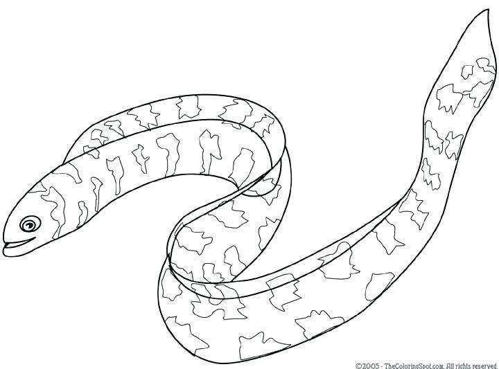 720x533 Electric Eel Coloring Pages Eel Coloring Page Eel Coloring Pages