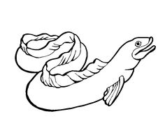 236x177 Electric Eel Illustration Tattoos Electric Eel