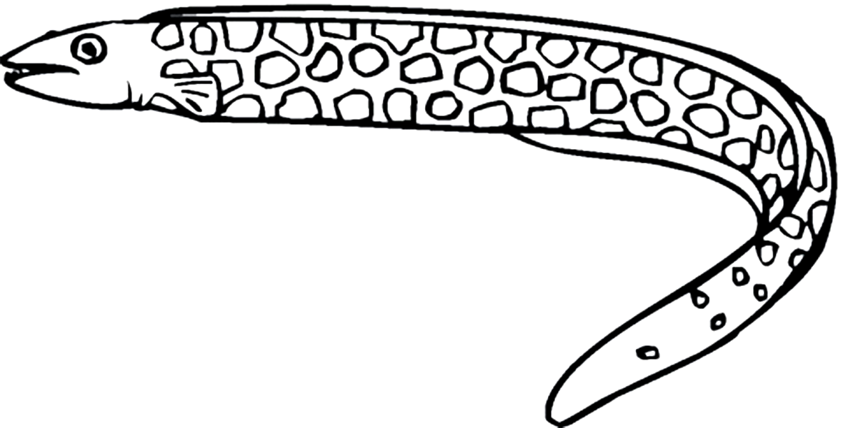 1180x600 Moray Eel Coloring Pages