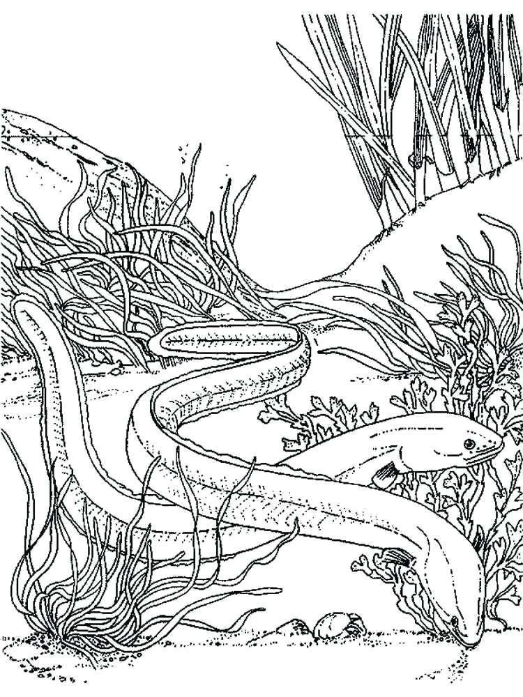 750x1000 Eel Coloring Pages Eel Coloring Pages Electric Eel Colouring Pages