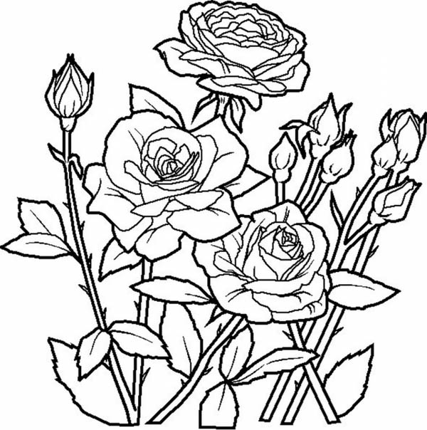 600x604 Elegant Roses For Beautiful Flower Bouquet Coloring Page Color Luna