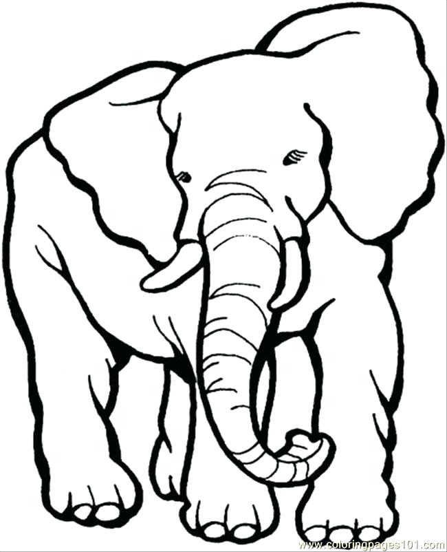 650x802 Coloring Pages Of Elephants Or Coloring Pages Elephant Awesome