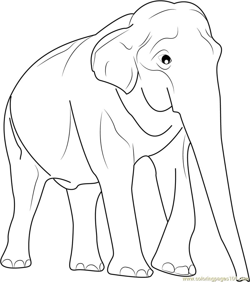 800x903 Elephant Coloring Pages