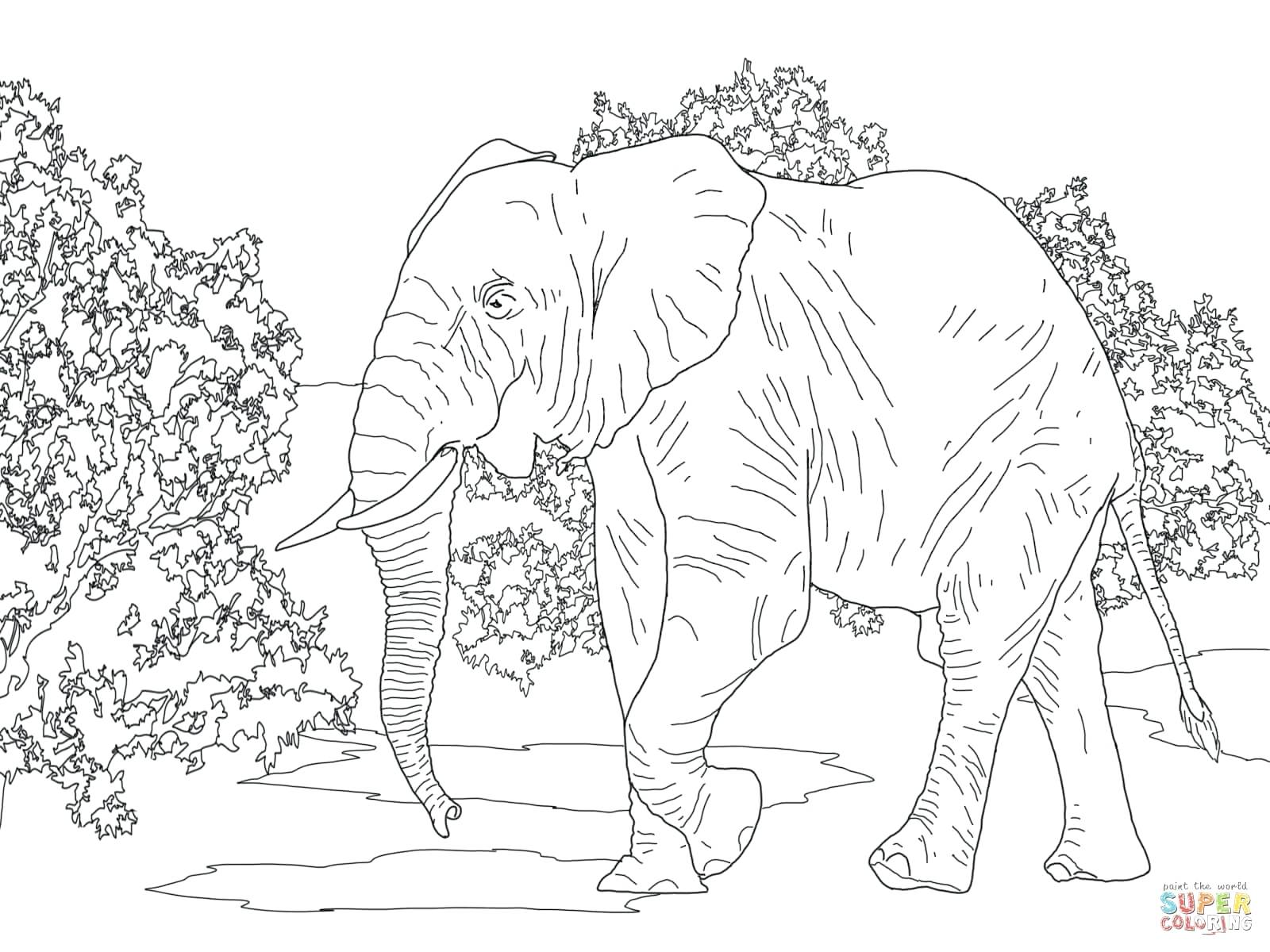 1600x1200 Coloring Pages ~ Elephant Coloring Page Modest Picture To Color
