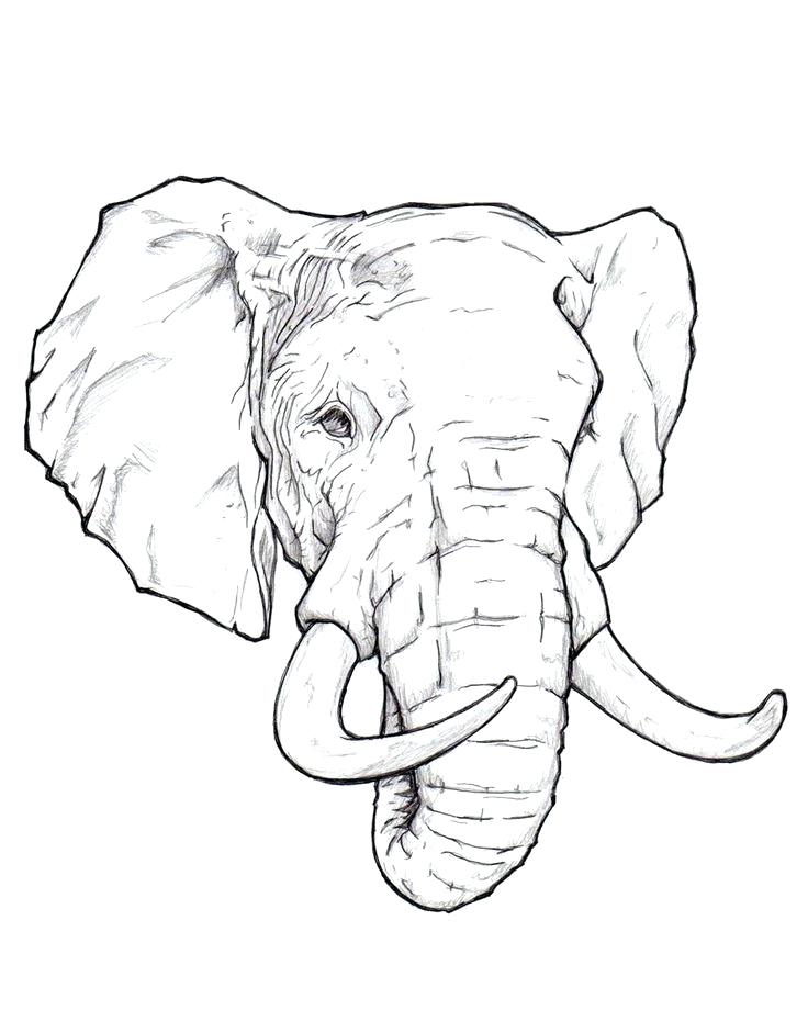736x920 Pretentious Design Ideas Elephant Head Outline Minecraft Coloring