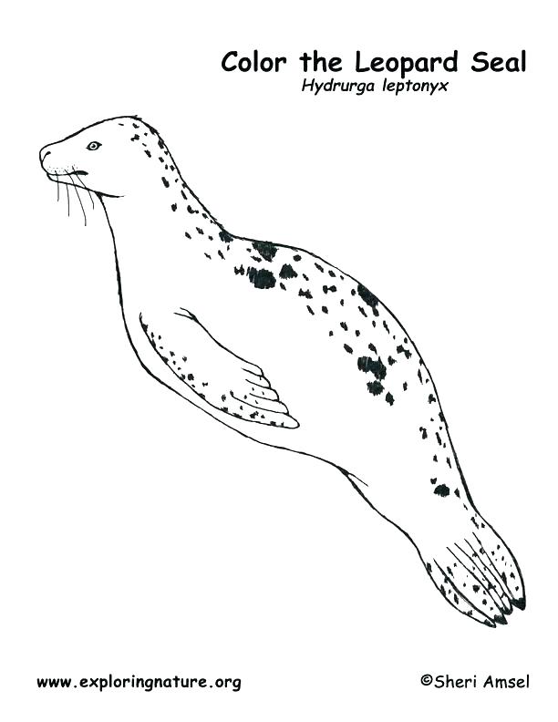 Elephant Seal Coloring Page
