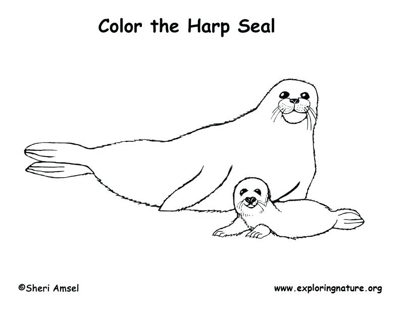 792x612 Seal Coloring Page Elephant Seal Coloring Page