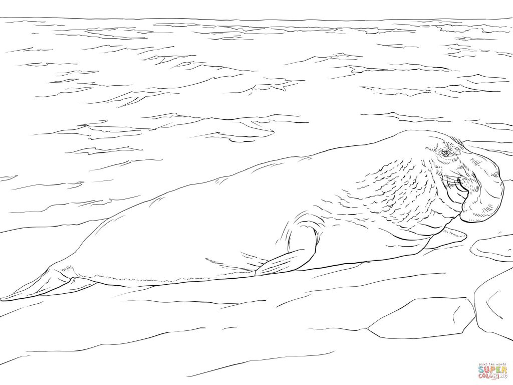 1024x768 Elephant Seal On The Shore Coloring Page Free Download