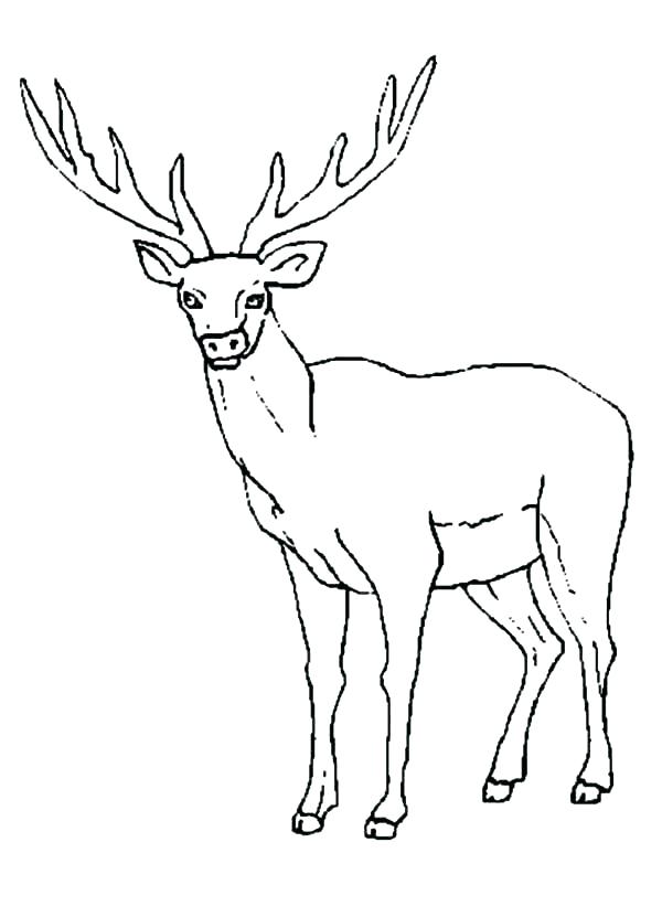 600x831 Elk Coloring Page Elk Coloring Page Elk Coloring Page Elk Female