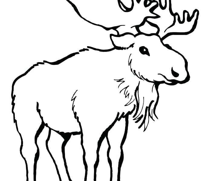 678x600 Elk Coloring Page Elk Coloring Page Elk Head Coloring Page