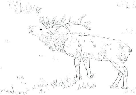 476x333 Elk Coloring Page Hunting Coloring Pages Elk Coloring Pictures