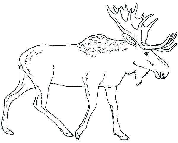 600x484 Elk Coloring Pages Elk Coloring Pages Elk Hunting Coloring Pages