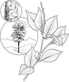 236x279 Click To See Printable Version Of American Elm Or White Elm Tree