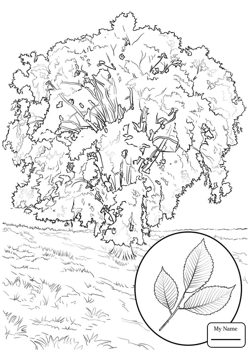 1040x1469 Coloring Pages Of An Elm Tree Free Coloring For Kids 2018