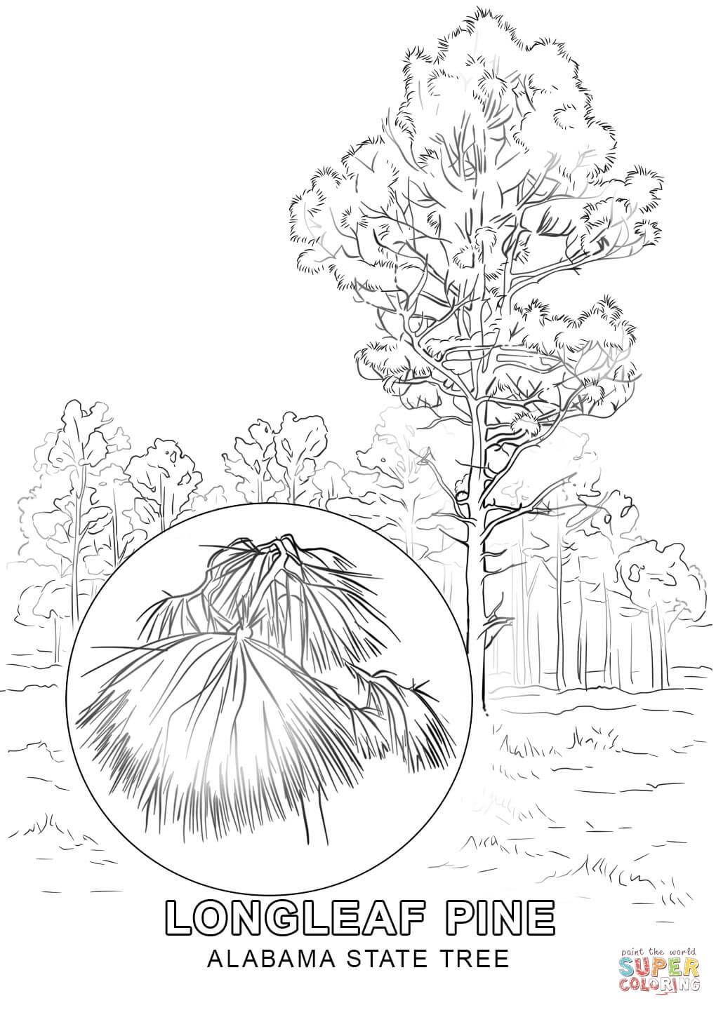 1020x1440 Hawaii State Tree Coloring Page