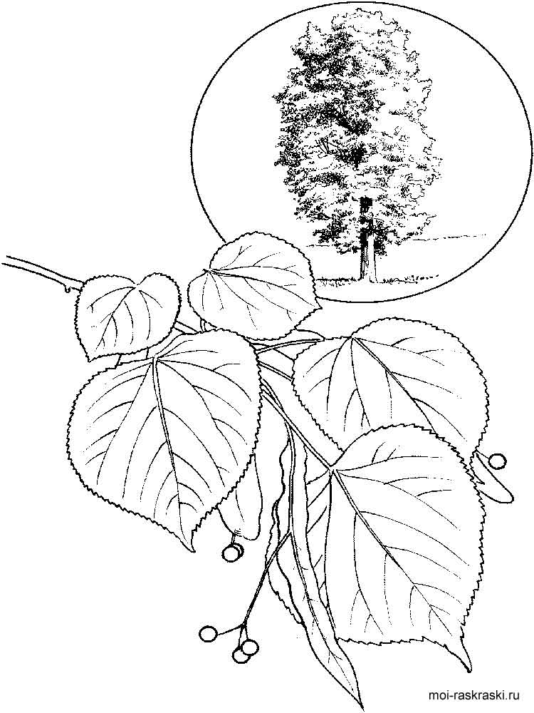 750x1000 Linden Tree Coloring Pages For Kids. Free Printable Linden Tree