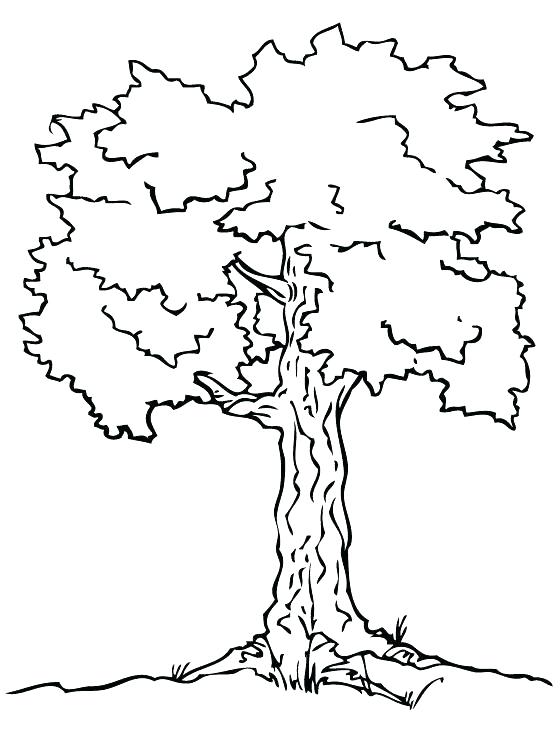 560x738 Oak Tree Coloring Pages Coloring Page Of A Tree White Oak Tree