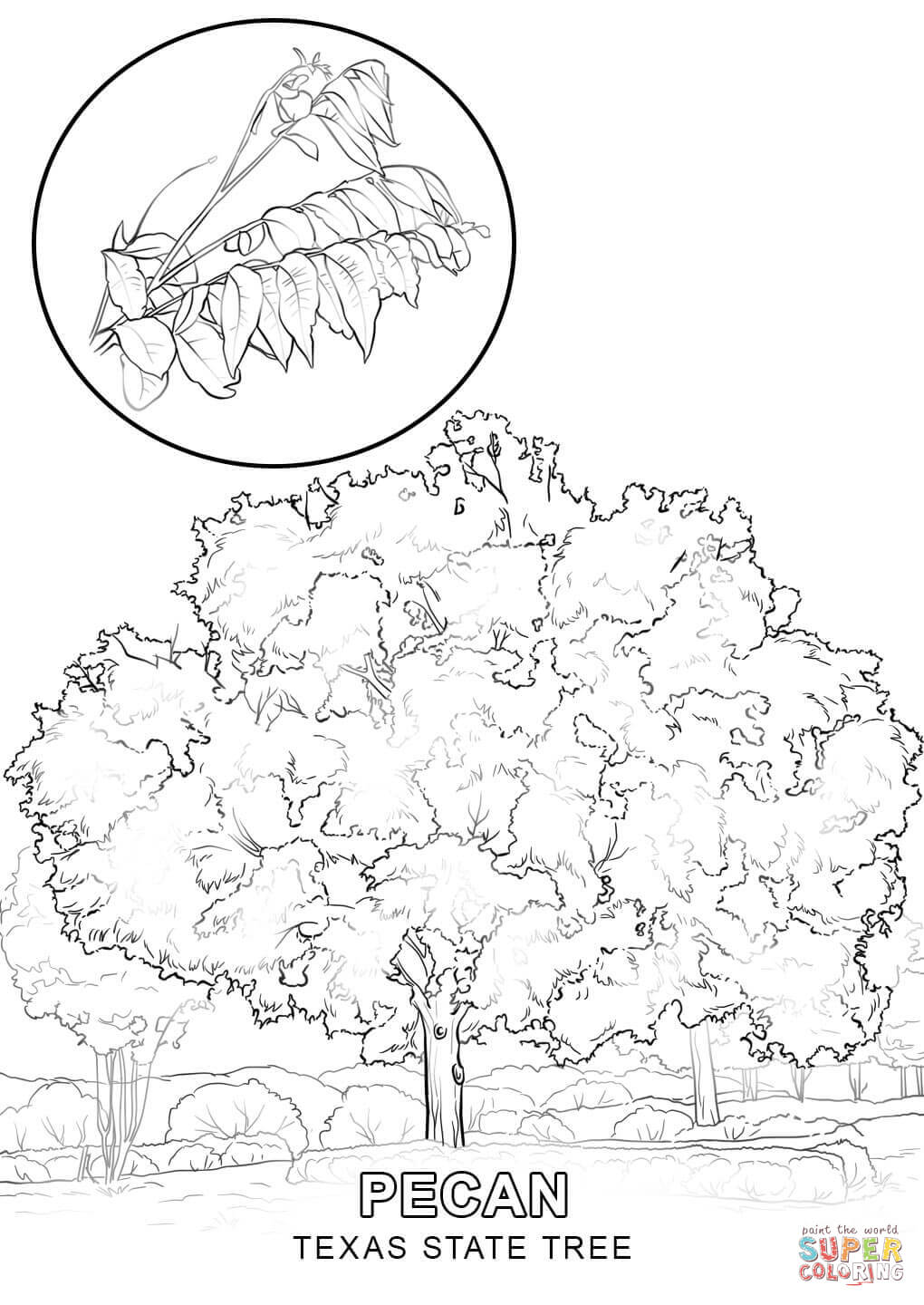1020x1440 Security Hawaii State Tree Coloring Page Pages Draw A Isolution Me