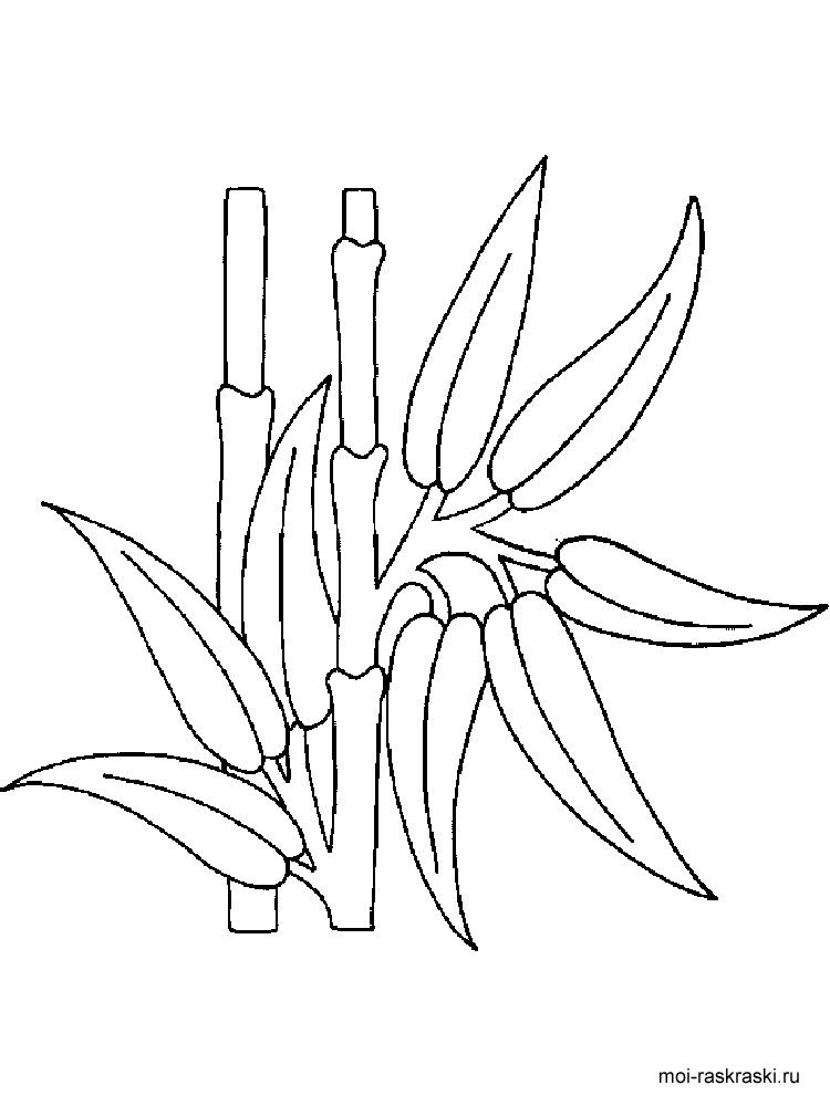 750x1000 Bamboo Coloring Pages For Kids. Free Printable Bamboo Tree