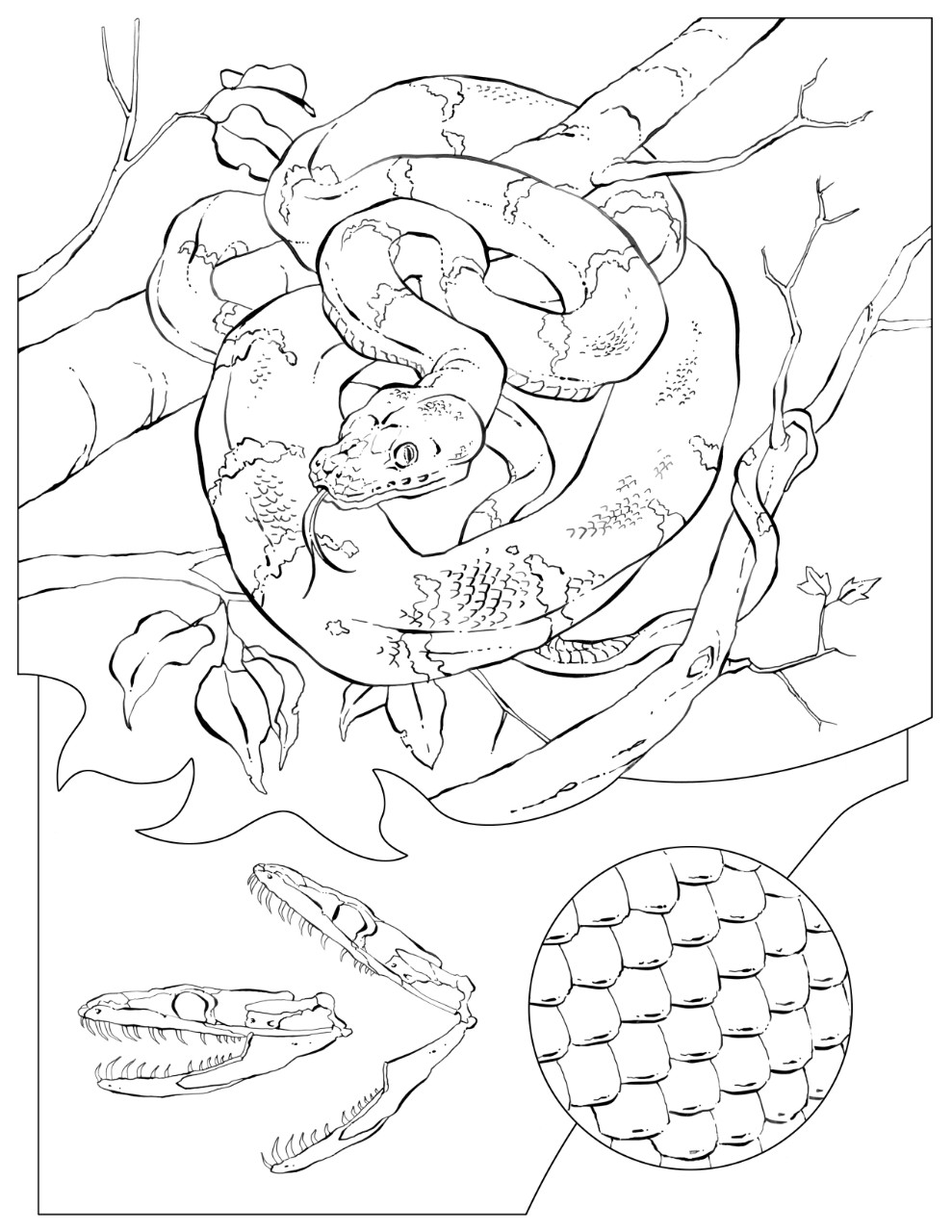 989x1280 Coloring Book Animals (A To I) Boas, Coloring Books