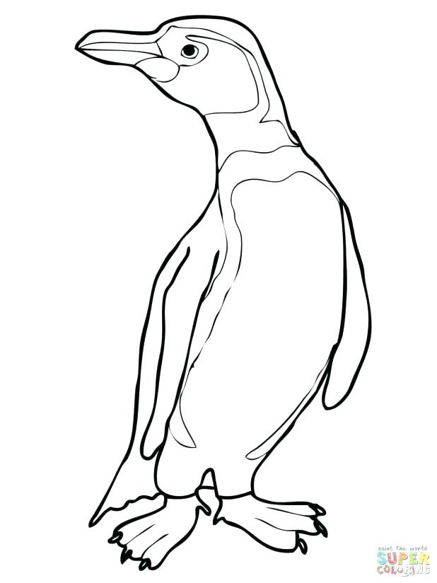 618x824 Coloring Pages Charming Emperor Penguin Coloring Page Emperor