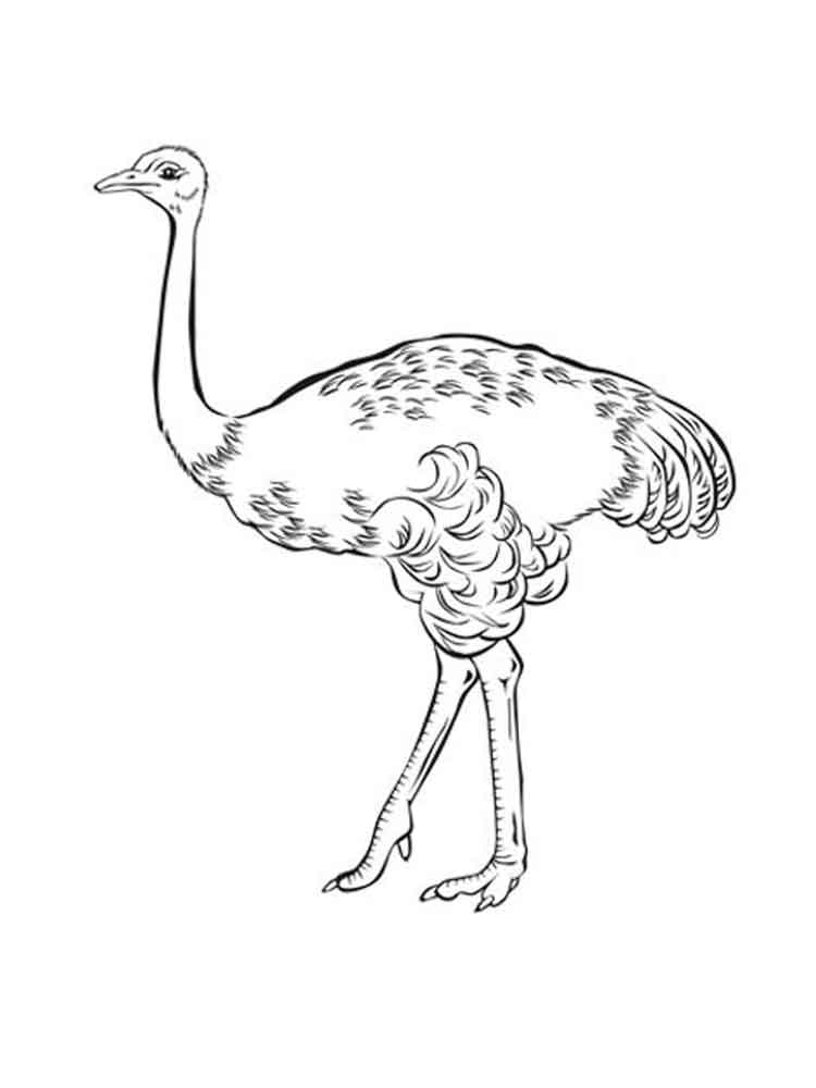 750x1000 Emu Coloring Pages. Download And Print Emu Coloring Pages
