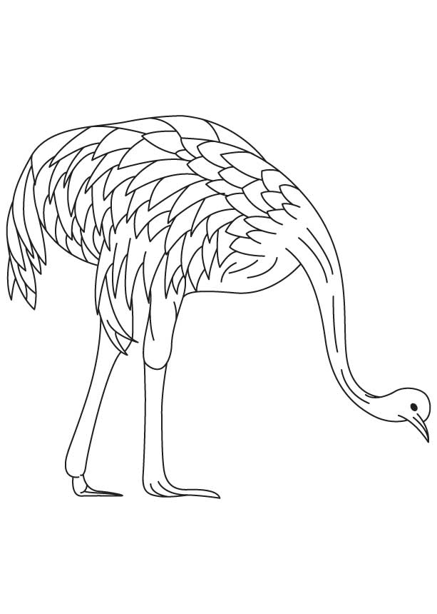 613x860 Farmed Emu Coloring Page Download Free Farmed Emu Coloring Page