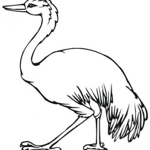 308x308 Free Printable Emu Coloring Pages