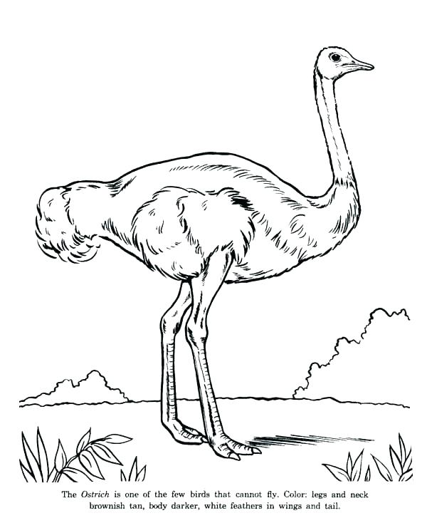 600x734 Ostrich Coloring Page Emu Angry Ostrich Coloring Page Pages