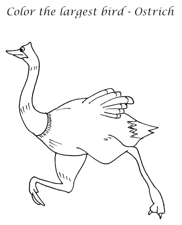 600x739 Ostrich Coloring Page Emu Ostrich Coloring Page Printable Vector