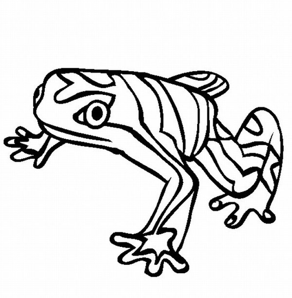 600x612 Rainforest Animal Coloring Pages