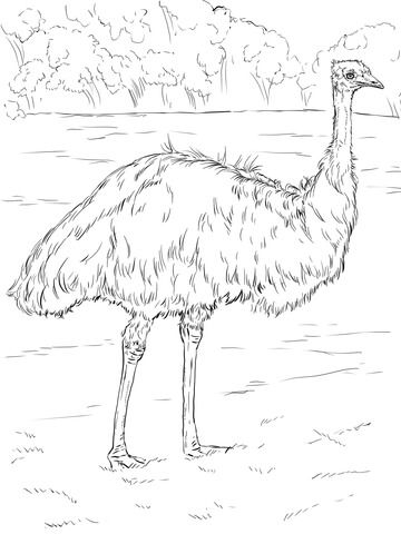 360x480 Realistic Emu Coloring Page Apron Emu And Apron