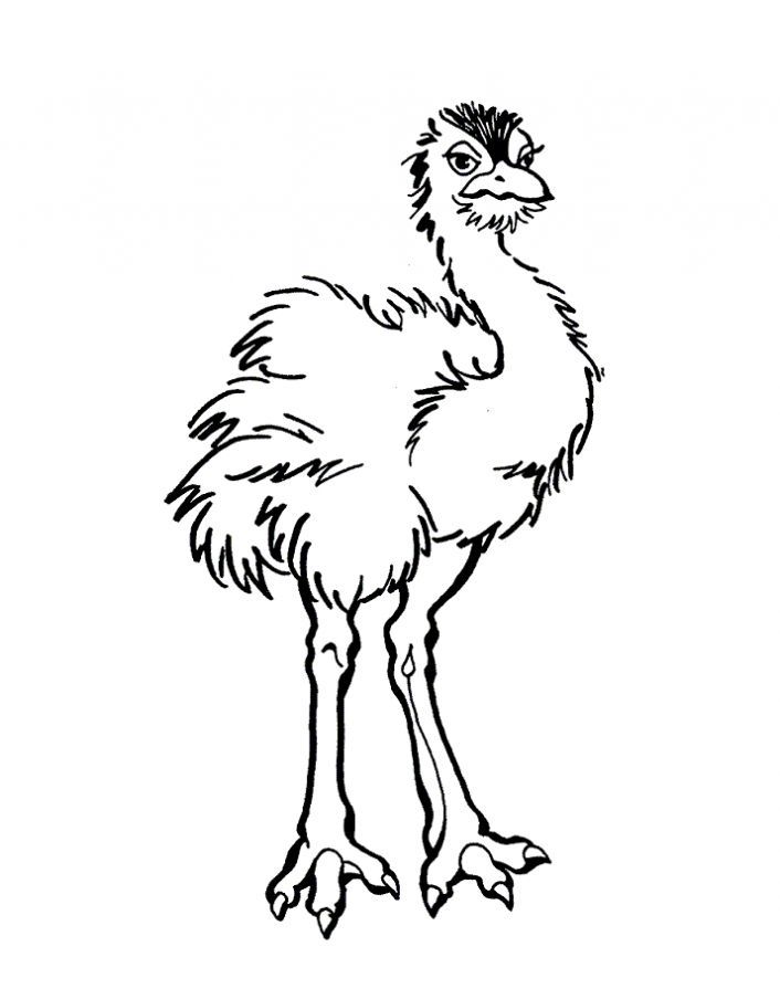 706x895 Emu Colouring In Sheets