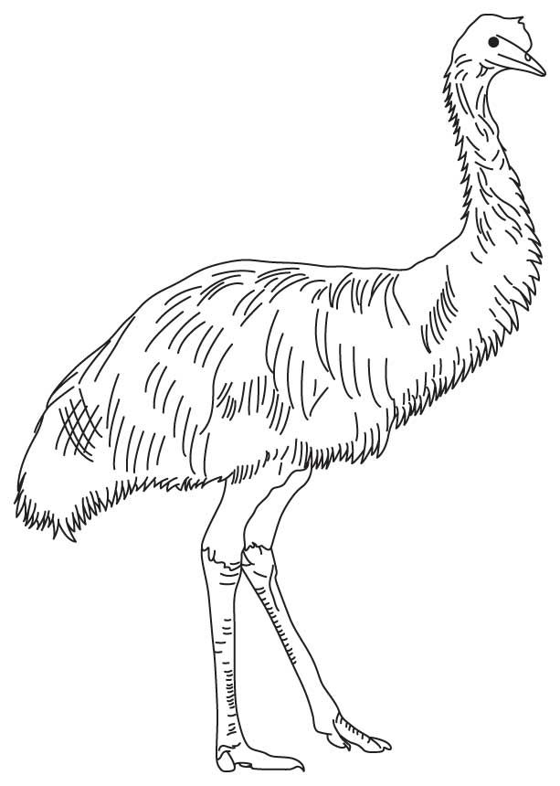 613x860 Soft Feathered Emu.jpg Outback Adventure