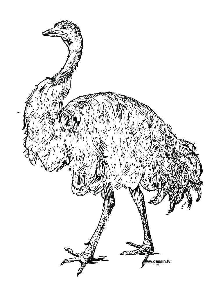768x1024 An Ostrich Coloring Page, Clipart Panda