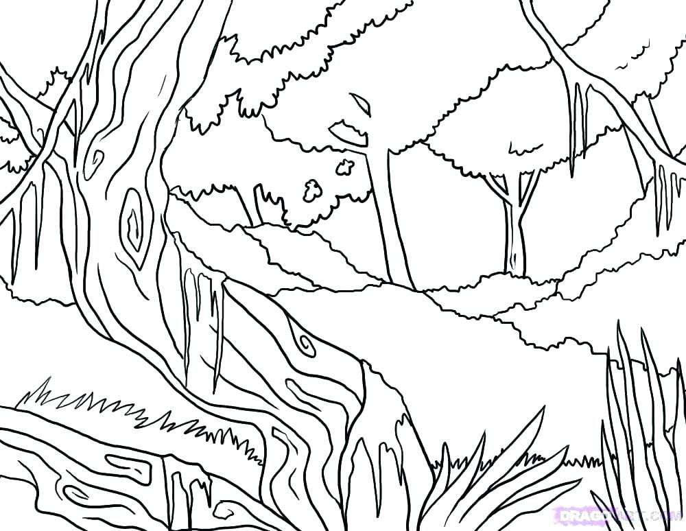 1000x774 Forest Coloring Page Forest Coloring Page Rain Forest Coloring