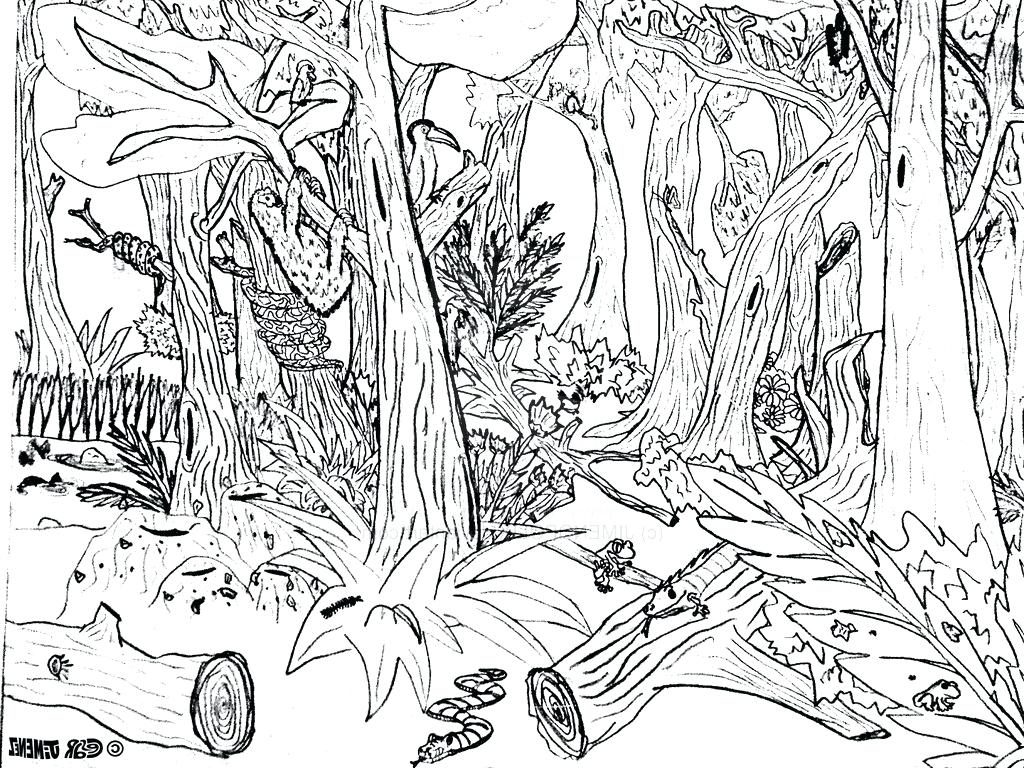 1024x768 Coloring Page ~ Forest Coloring Page Simple Drawing 9 Pics