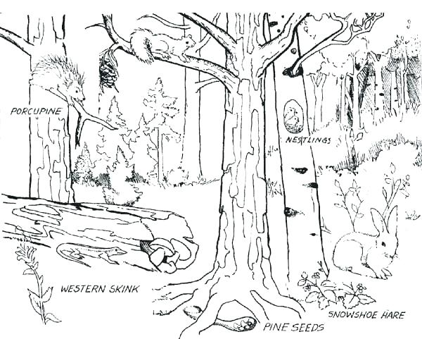 600x481 Forest Coloring Page Forest Coloring Sheet Forest Where Animals
