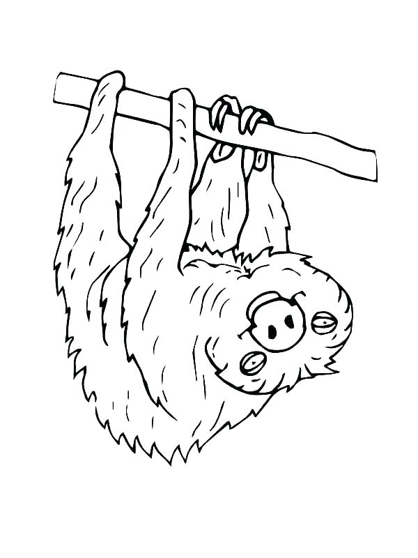 600x800 Endangered Species Coloring Pages Golden Lion Colouring Page Free