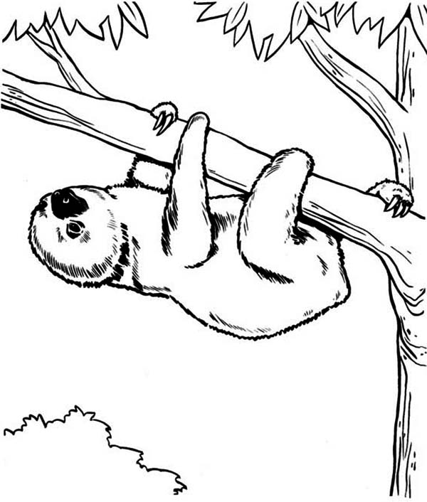600x706 Endangered Species Sloth Coloring Page Color Luna