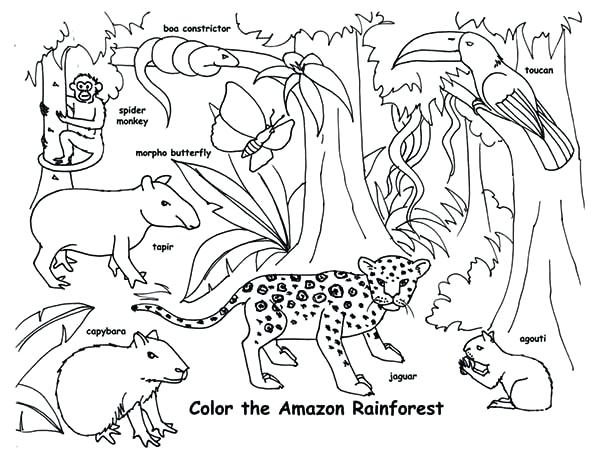 600x460 Free Coloring Pages Endangered Animals