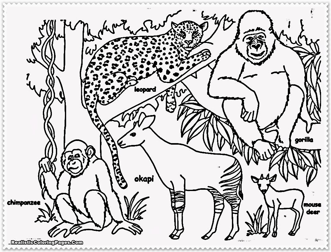 1066x810 Coloring Pages Of Animals In The Rainforest Rainforest Coloring