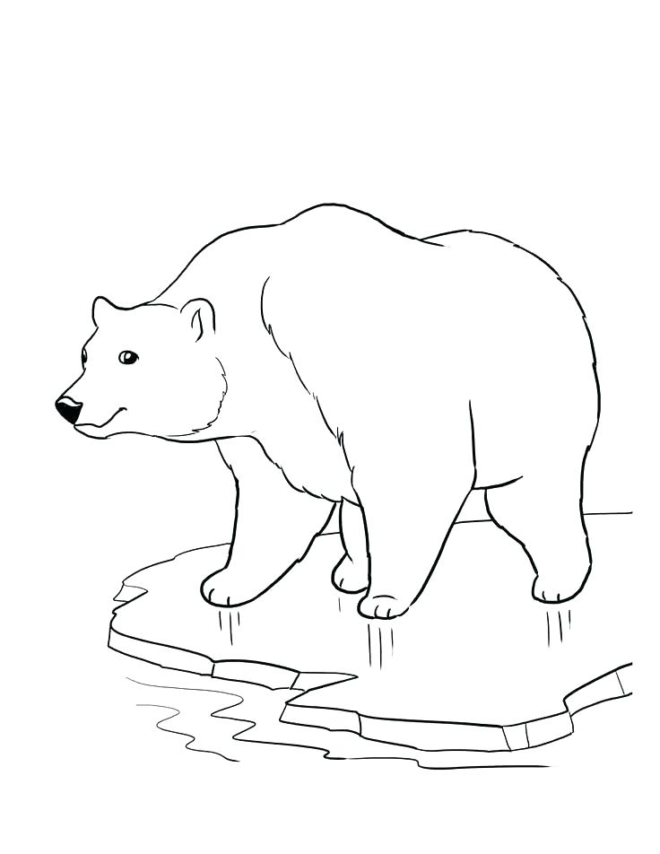 736x952 Endangered Species Coloring Pages Two Penguins Free Endangered