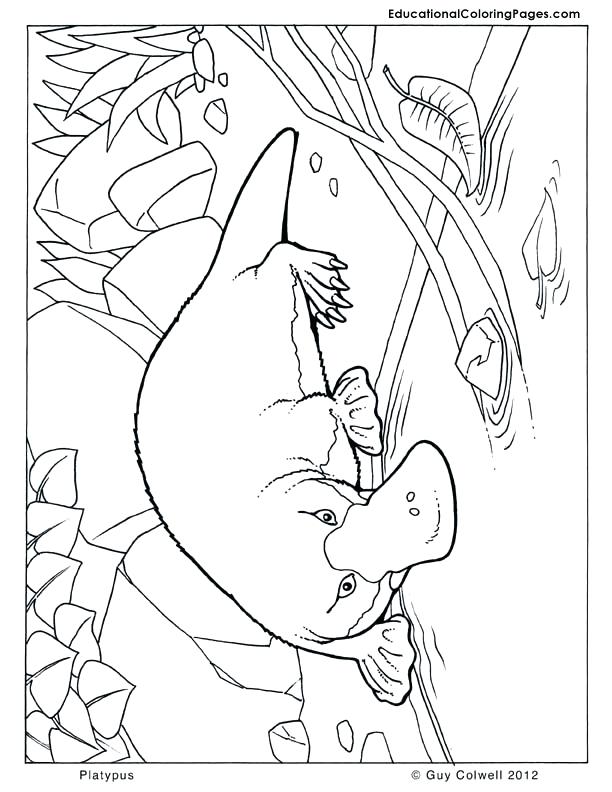 612x792 Australian Animal Coloring Pages