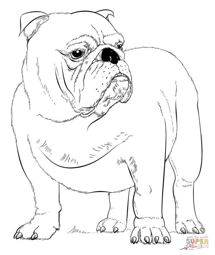 734x871 Bulldog Pictures To Color English Bulldog Coloring Page Free