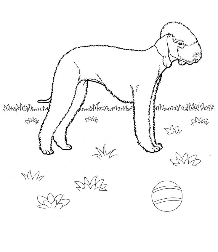 English Mastiff Coloring Pages