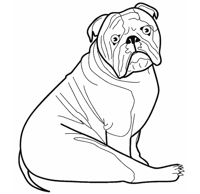650x631 Dog Template
